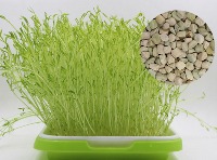 阳台种植蔬菜种子