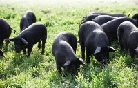 健康猪肉定制养殖项目  ——  振兴地区特色农畜品牌发展