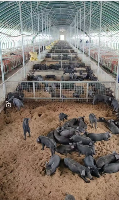 健康猪肉定制养殖项目  ——  振兴地区特色农畜品牌发展